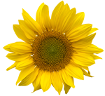 Solsikke